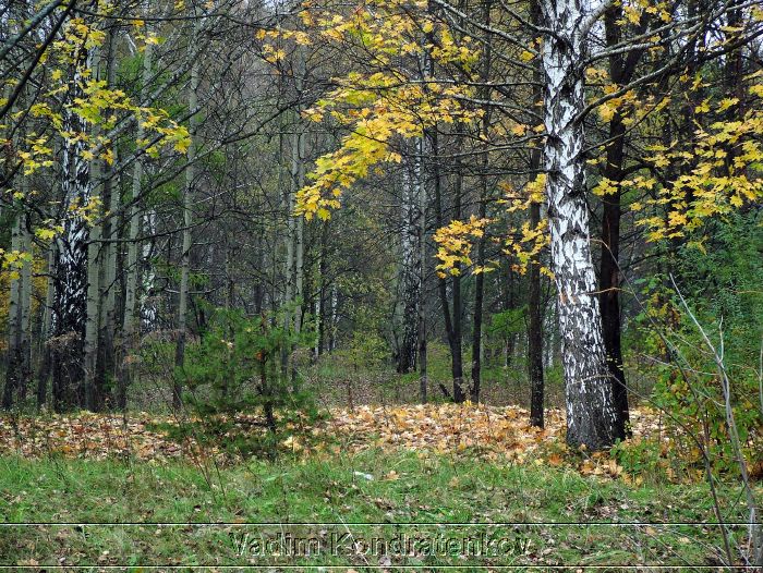 woodland_064.jpg