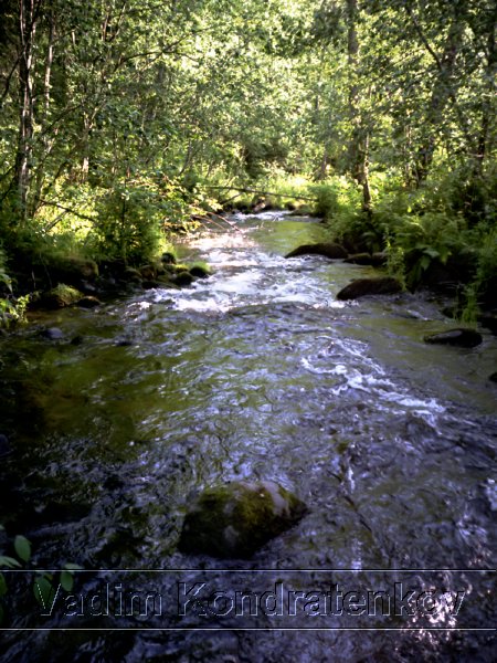 forest_stream.jpg