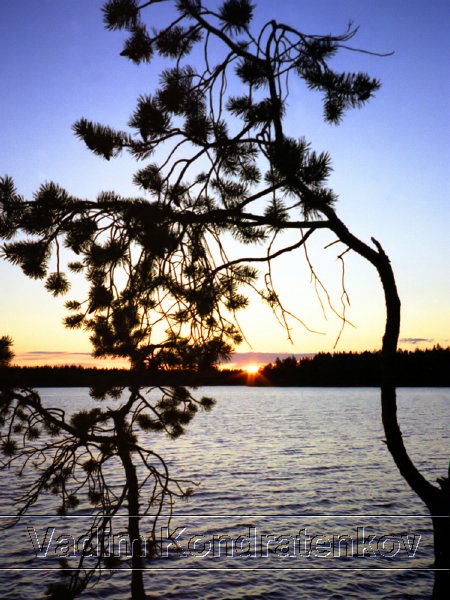 pine_sunset.jpg