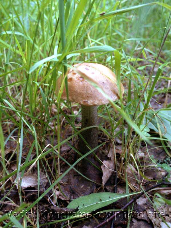 mushroom-4.jpg