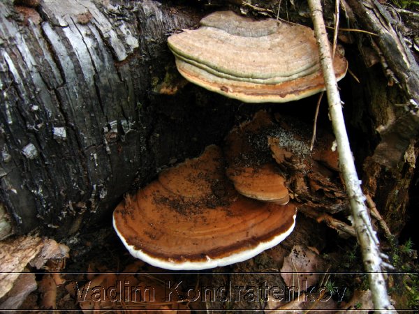 image_161.jpg