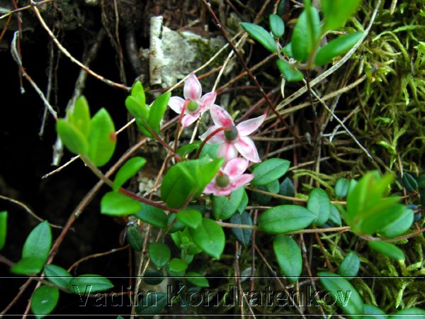 image_162.jpg