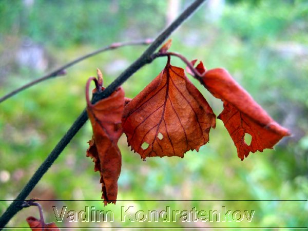 image_164.jpg
