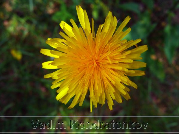 image_166.jpg