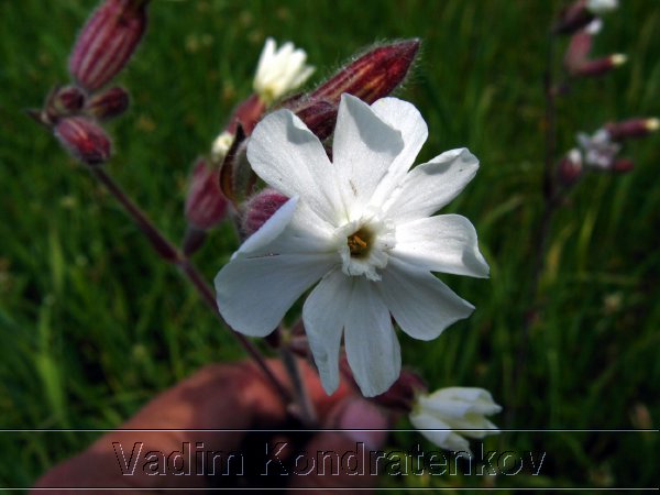 image_167.jpg