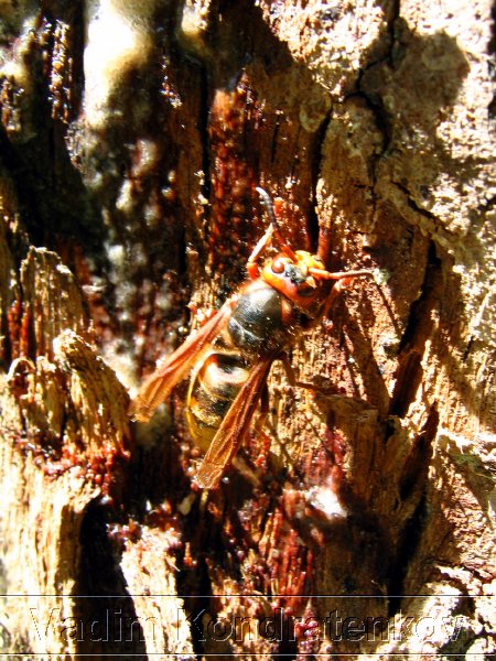 image_172.jpg