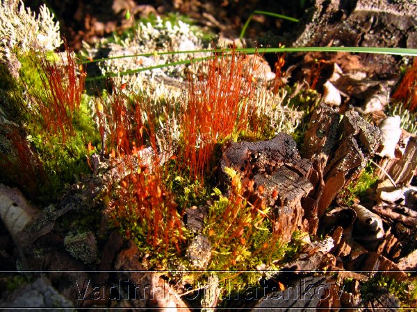image_186.jpg