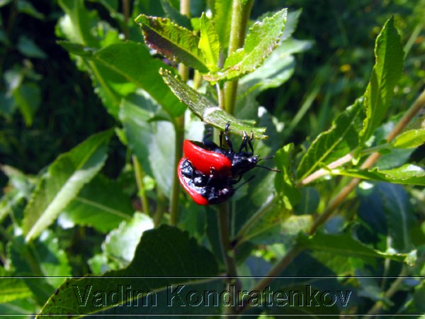 image_189.jpg
