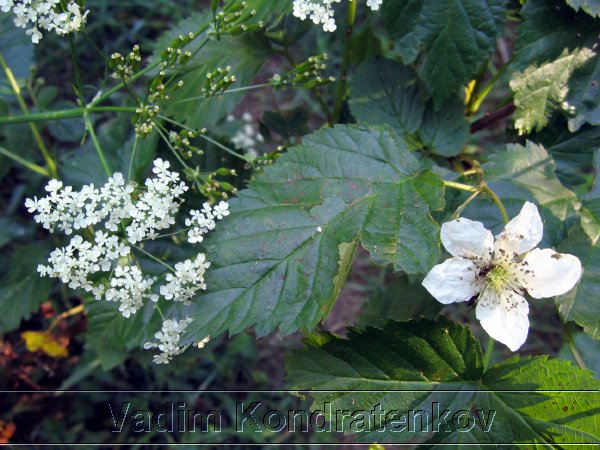 image_192.jpg
