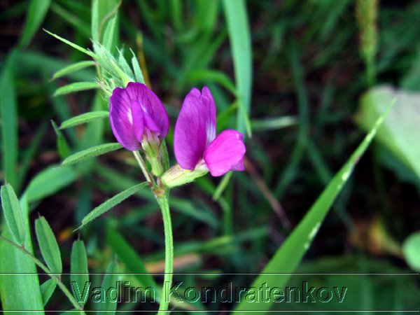 image_205.jpg