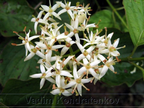 image_221.jpg