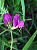 image_205.jpg (52 KB)