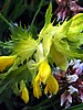 image_206.jpg (54 KB)