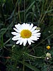 image_208.jpg (48 KB)
