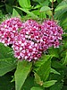 image_220.jpg (77 KB)