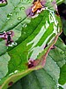 image_222.jpg (67 KB)