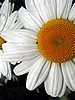image_224.jpg (57 KB)
