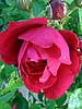 image_225.jpg (59 KB)