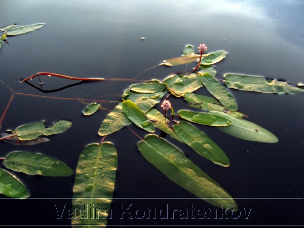 picture_213.jpg