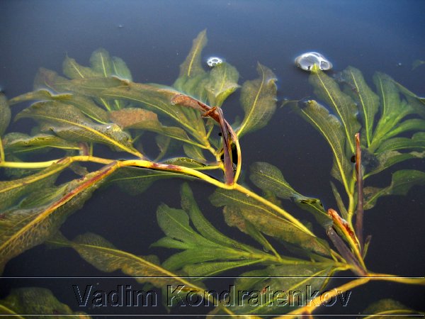 picture_214.jpg