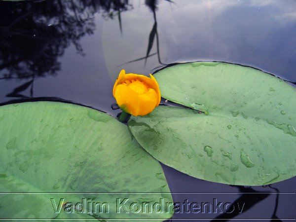 picture_215.jpg