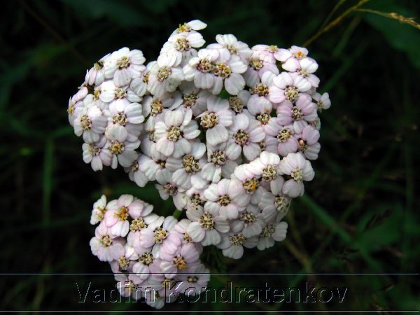 foto_009.jpg