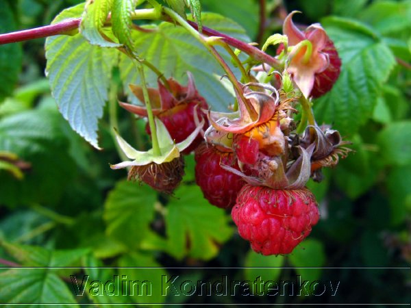 foto_020.jpg
