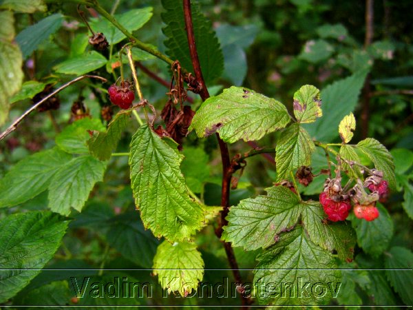 foto_074.jpg