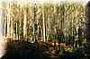 forest017.jpg (38 KB)