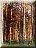 forest029.jpg (23 KB)